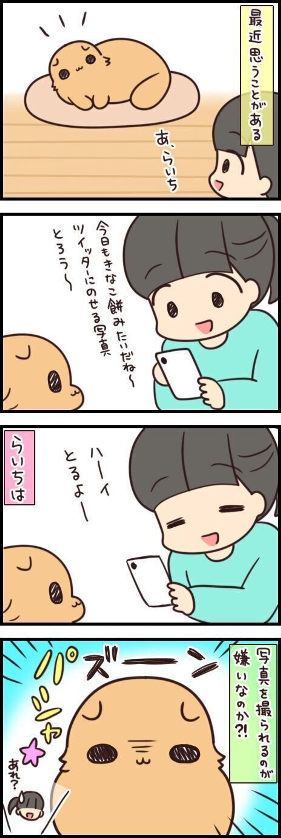 まるで睨んでるみたい カメラを向けるとうつむく顔 連載 もふもふスコたん 169 ねこのきもちweb Magazine まるで睨んでるみたい カメラを向けるとうつむく顔 連載 もふもふスコたん 169 ねこのきもちweb Magazine