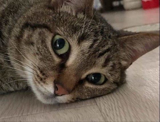 ごろ〜んとする猫