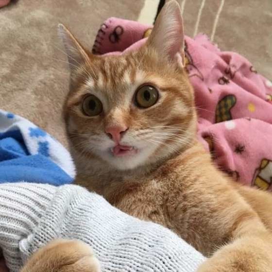 腕に抱きつく猫