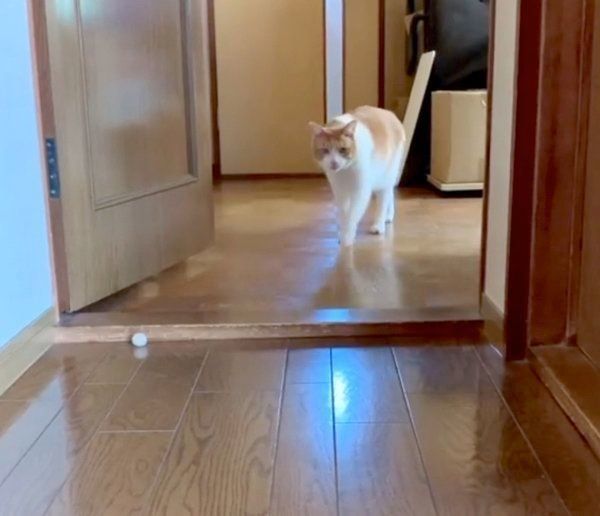 何事もなかったかのように歩くポン太ちゃん