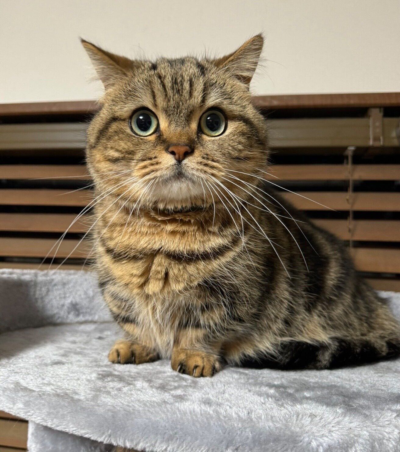 見つめるチョパえもんくん