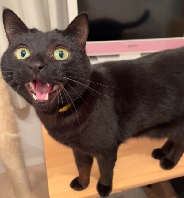 飼い主さんを呼ぶクロタくん