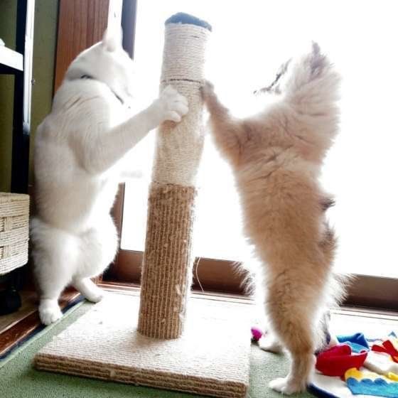 立ち話しをするように向き合って爪とぎする猫（オス）