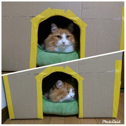 ラガマフィンのぺこちゃんと段ボールハウス