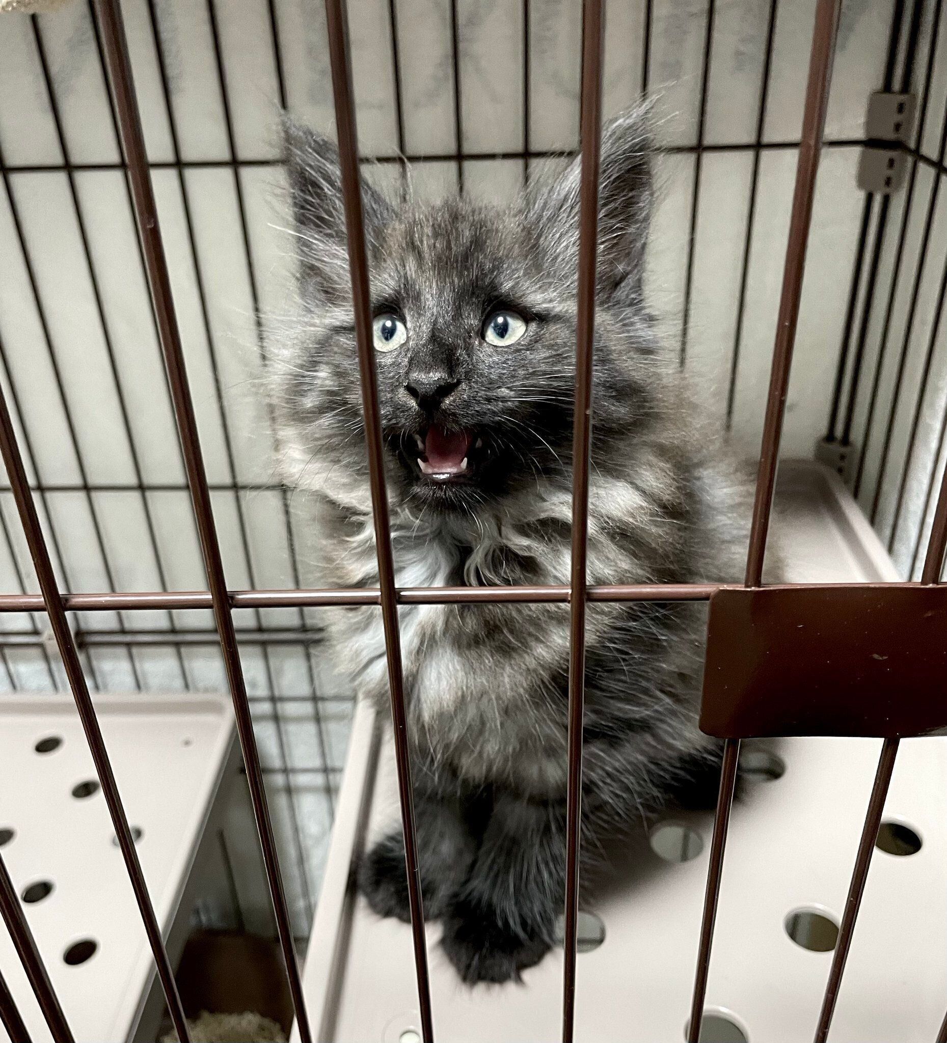 生後2カ月のノルウェージャンフォレストキャット