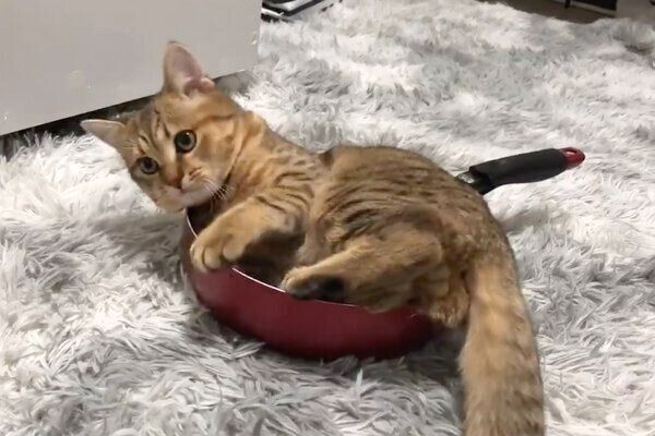 フライパンに入ろうとするみにらくん