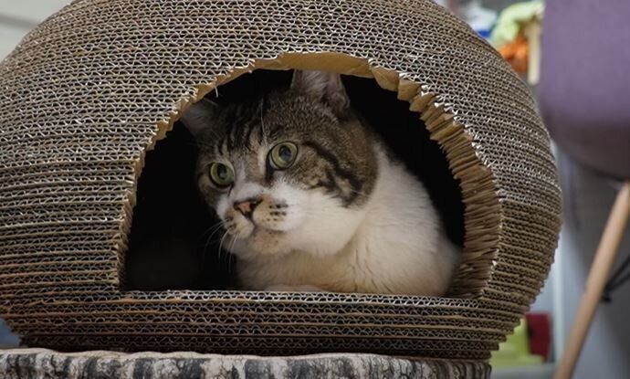 猫　リキちゃん