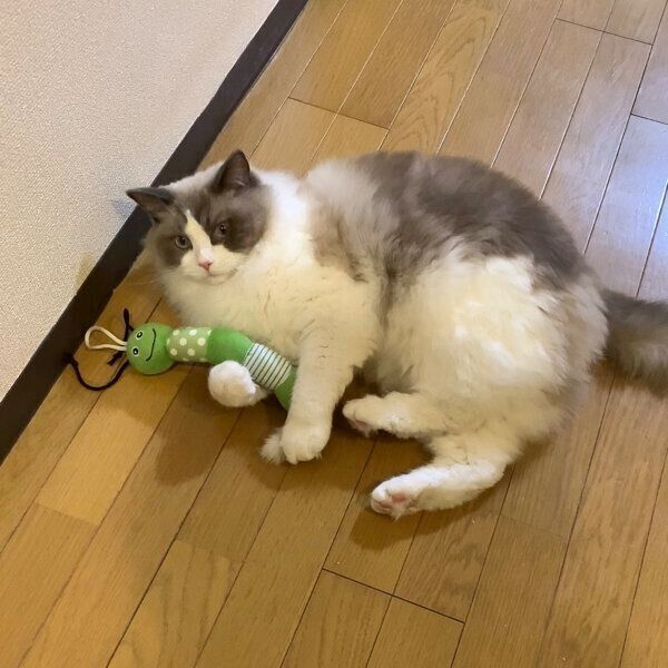 おもちゃで遊ぶぽんたくん