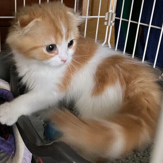 スコティッシュフォールドのルイくん