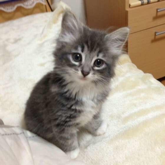 首をかしげる猫