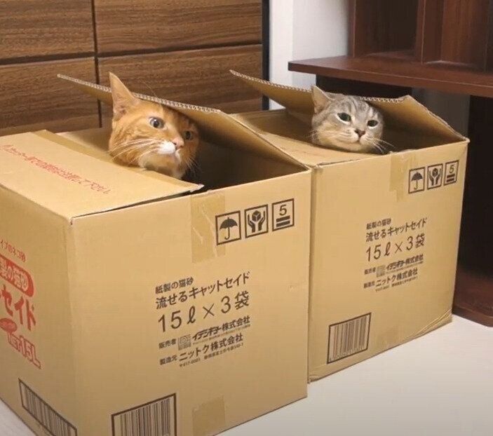 段ボールと猫
