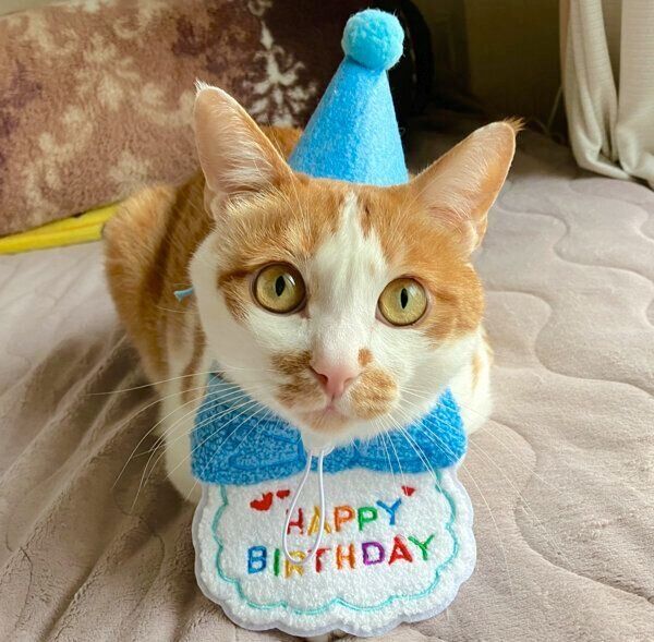 5才の誕生日を迎えたごえもんくん