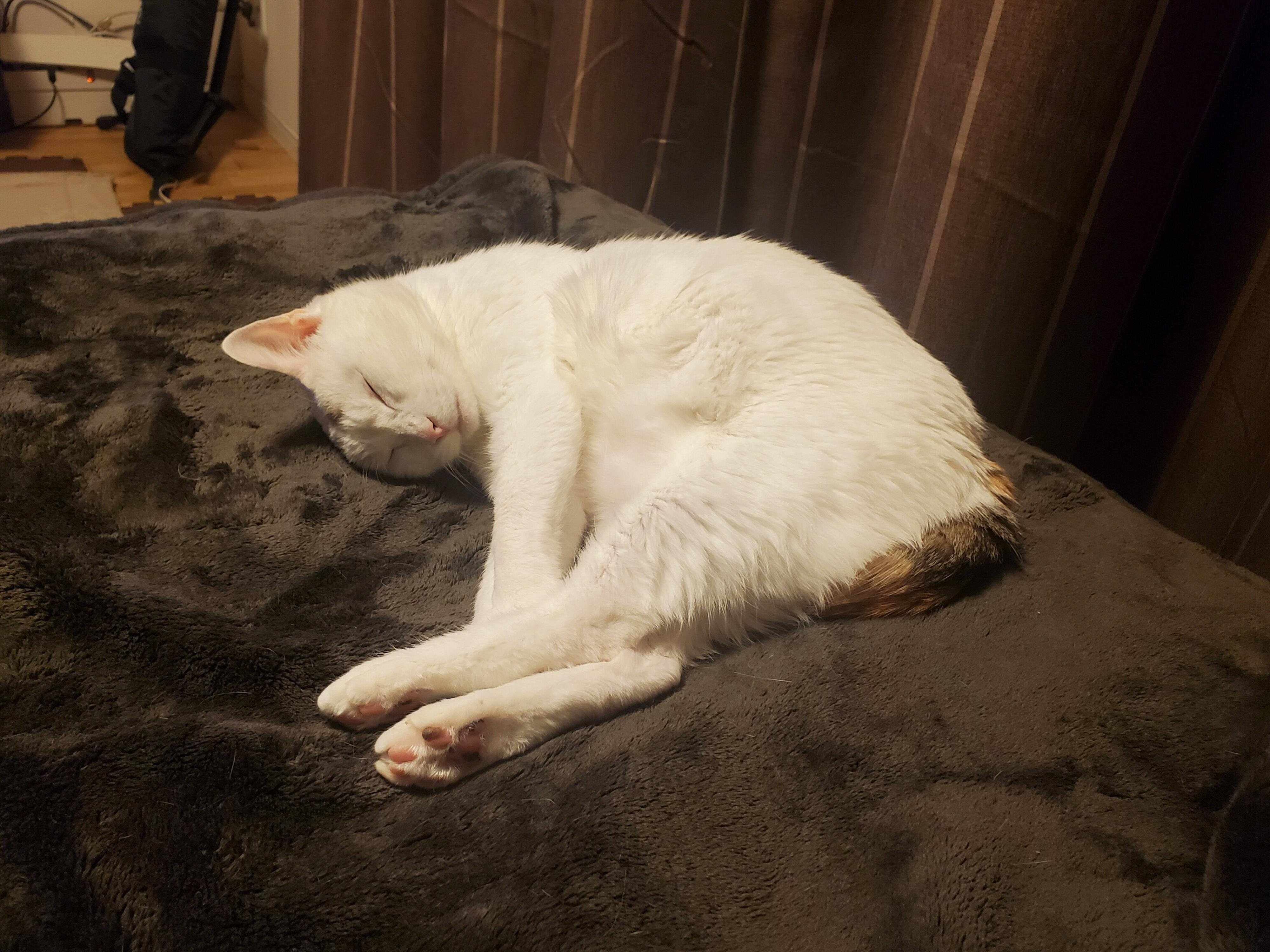 ねこのきもちWEB MAGAZINE ねこの日企画「MEN'S CAT」