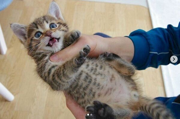 子猫時代のもんちゃん