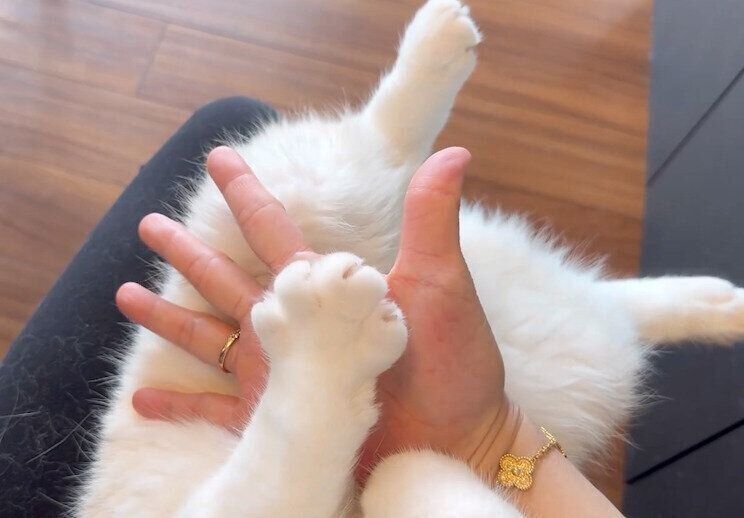 飼い主さんと「グーパー遊び」をするひるねくん