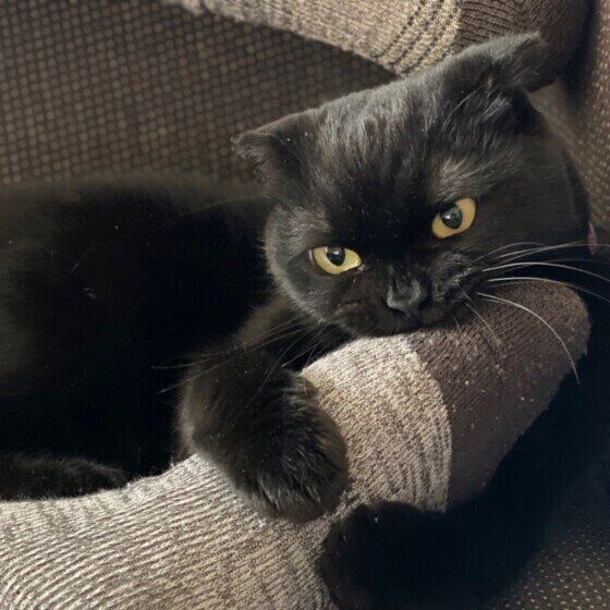 スコティッシュフォールドのはなちゃん