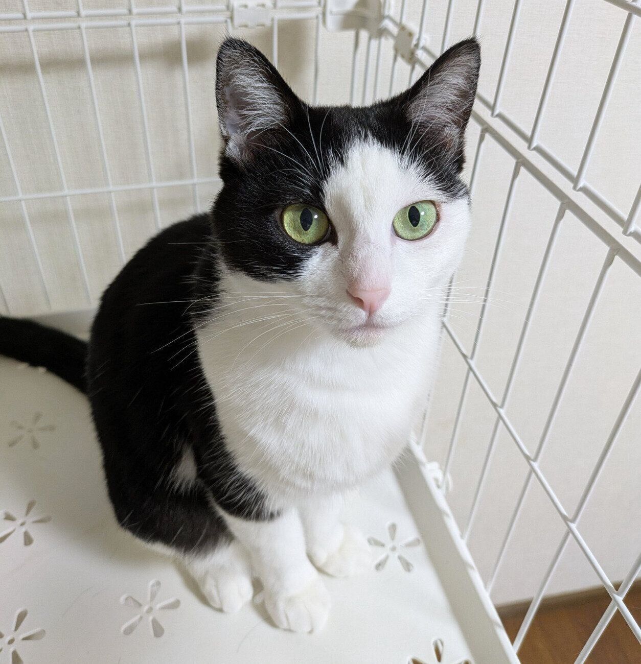 見つめる豆大福ちゃん