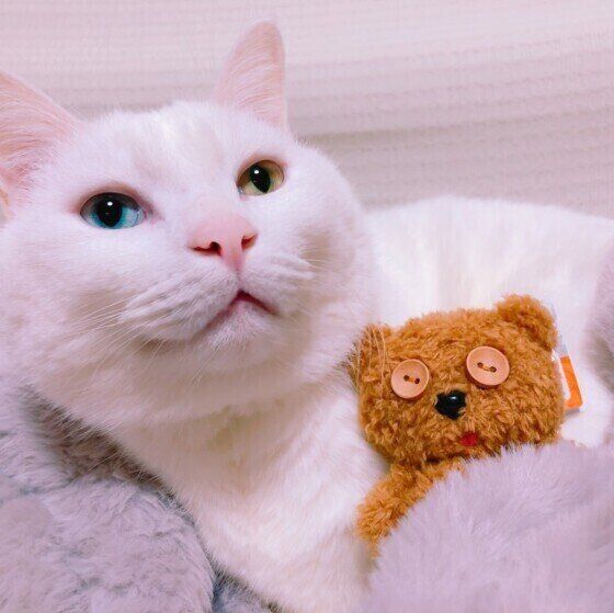 白猫のゆきちゃん