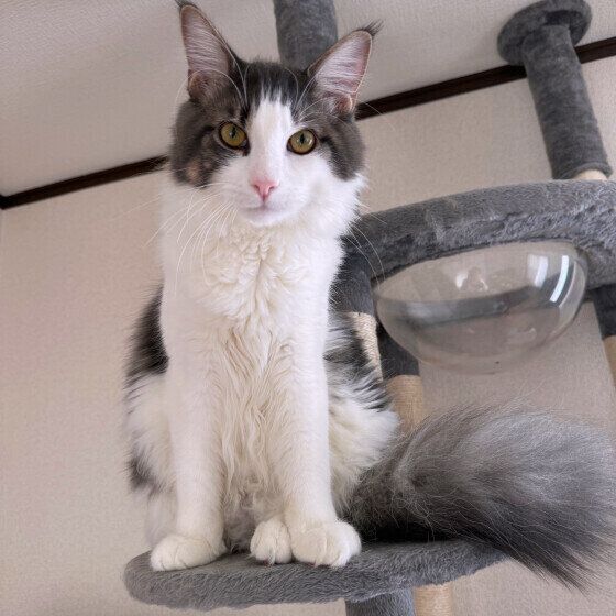 メインクーンのニビくん♪