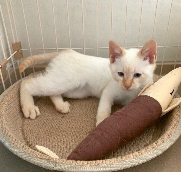 子猫時代のテンくん