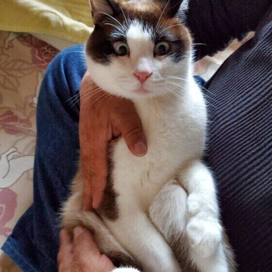 より目のシャム