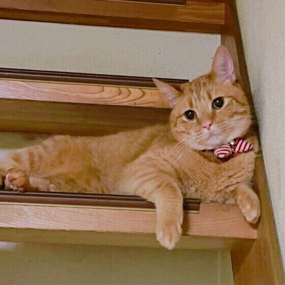 階段でくつろぐマンチカン