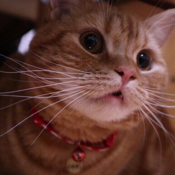 フレーメン反応中のこむぎ