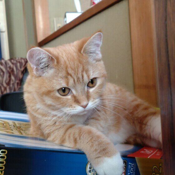 くつろぐマンチカン