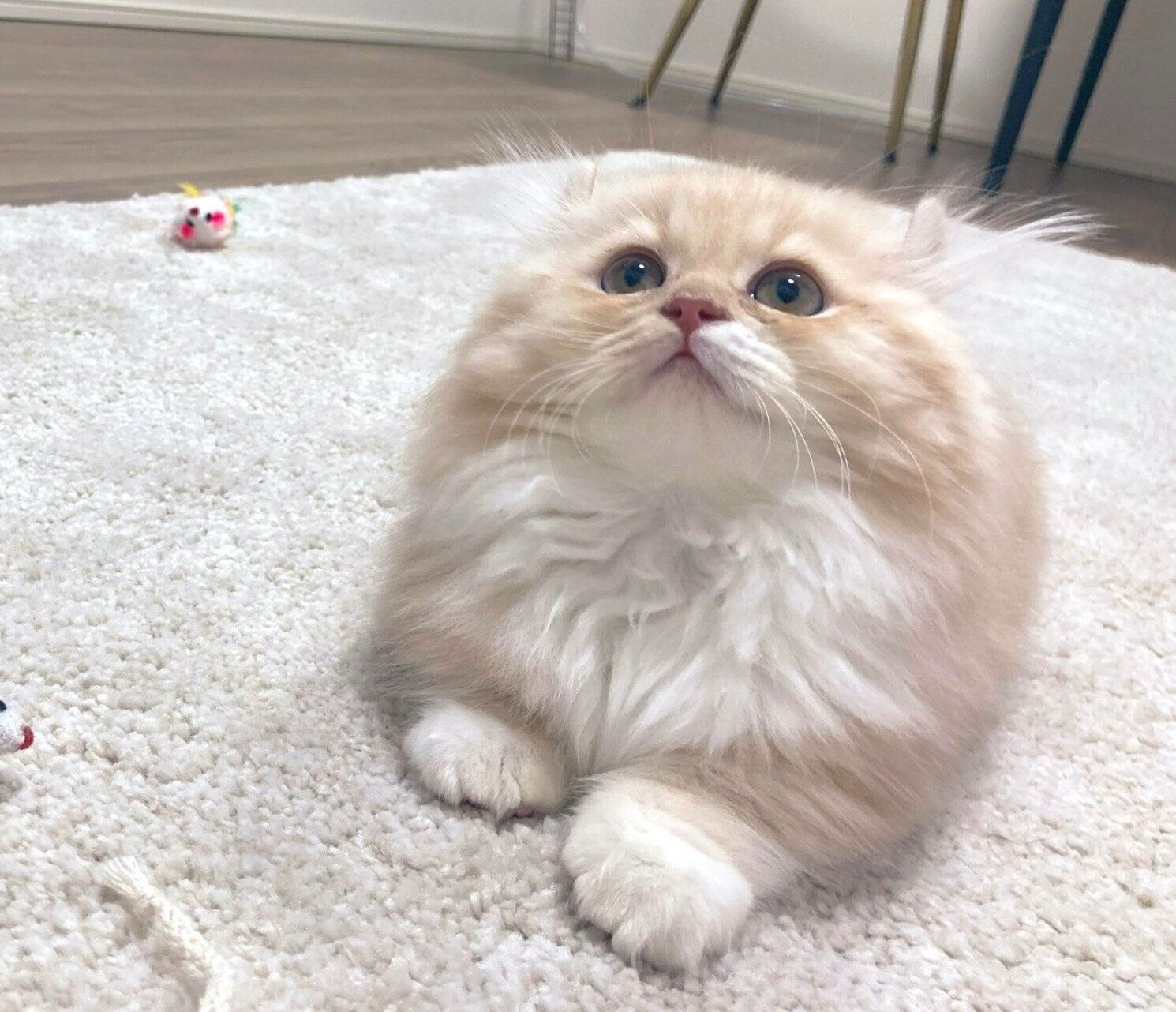 見上げるぽこたくん