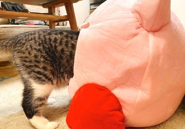 カービィに吸われてしまうクロエちゃん