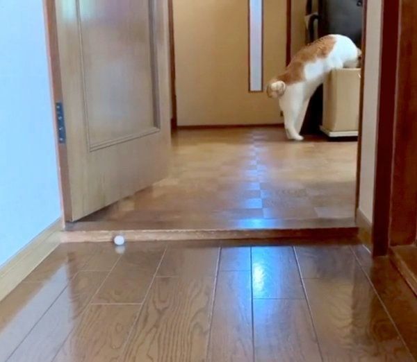 箱の中を漁るポン太ちゃん