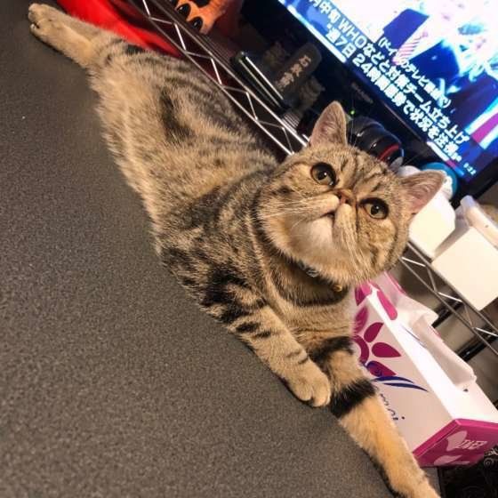 くつろぐエキゾチックショートヘア