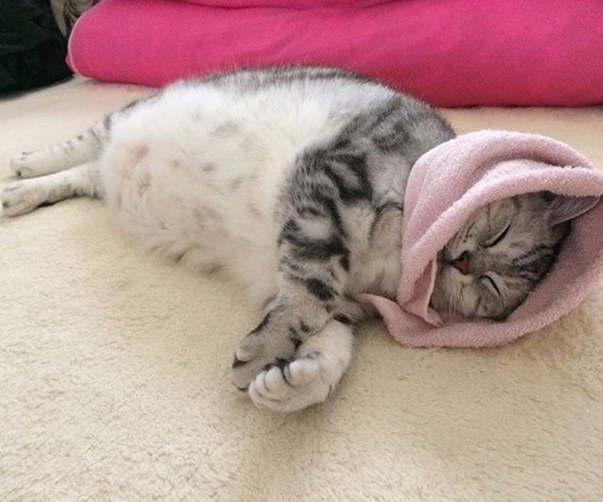 何でもない日も猫と二人きりで過ごす時間が幸せ なエピソード5選 ねこのきもちweb Magazine 何でもない日も猫と二人きりで過ごす時間が幸せ なエピソード5選 ねこのきもちweb Magazine
