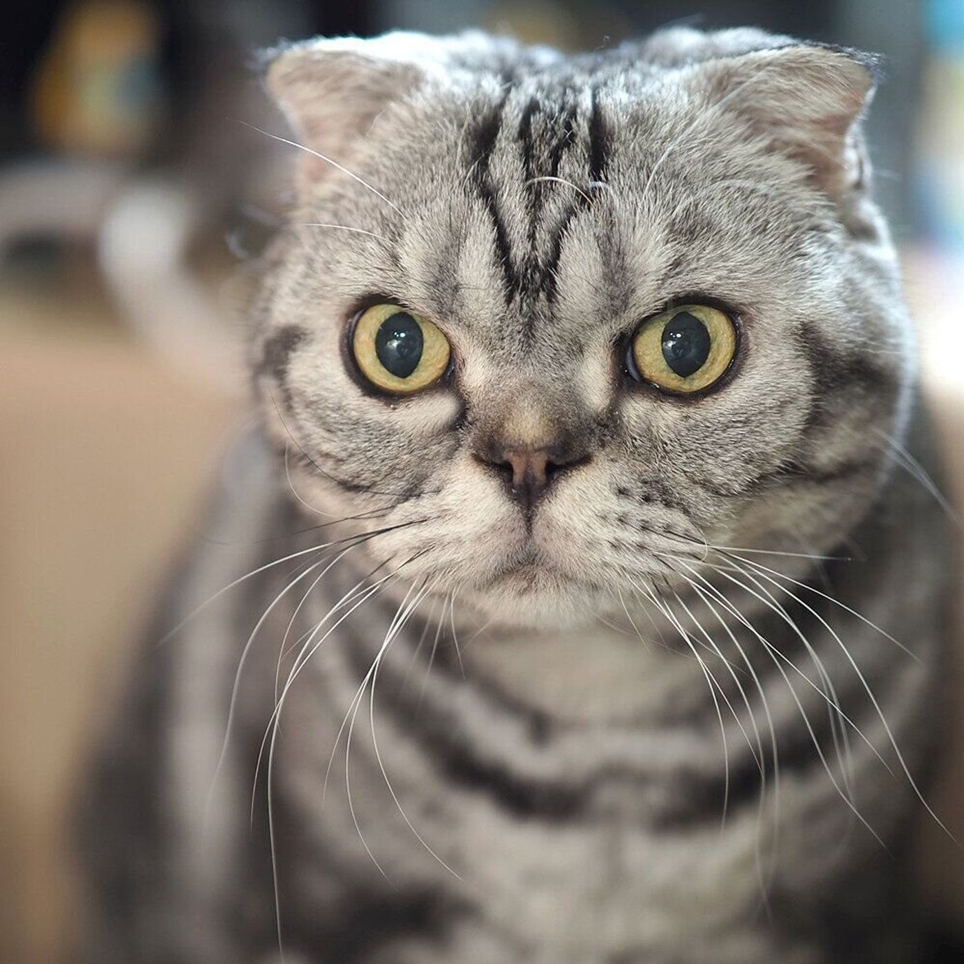 イタズラ対策を講じたのに 猫はさらに予想の斜め上をいく生き物だと身に染みたお話 連載 渋ネコししまるさん 142 ねこのきもちweb Magazine イタズラ対策を講じたのに 猫はさらに予想の斜め上をいく生き物だと身に染みたお話 連載 渋ネコししまるさん 142 ねこのきもちweb Magazine