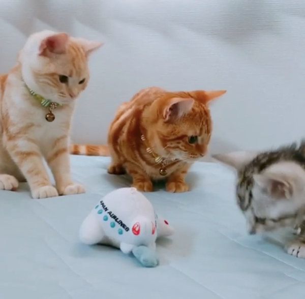 オモチャを見つめるアメリカンショートヘア