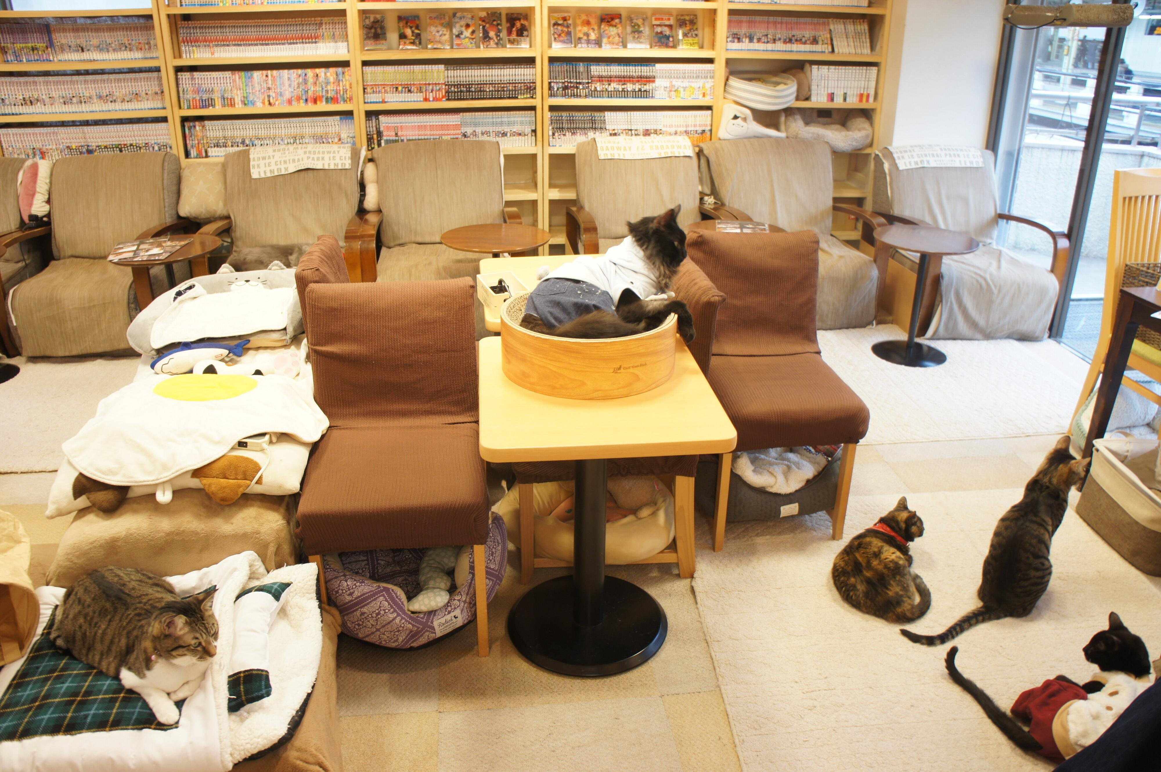 広い窓で明るく、猫も人も落ち着ける店内