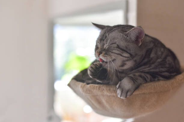 ハンモックでくつろぐ猫