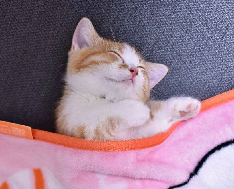 熟睡しているみくるちゃん