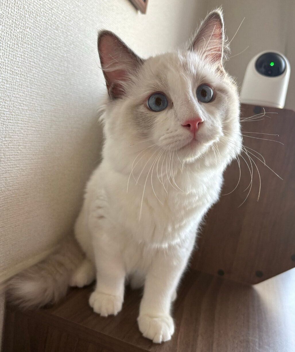 見つめるバロンくん