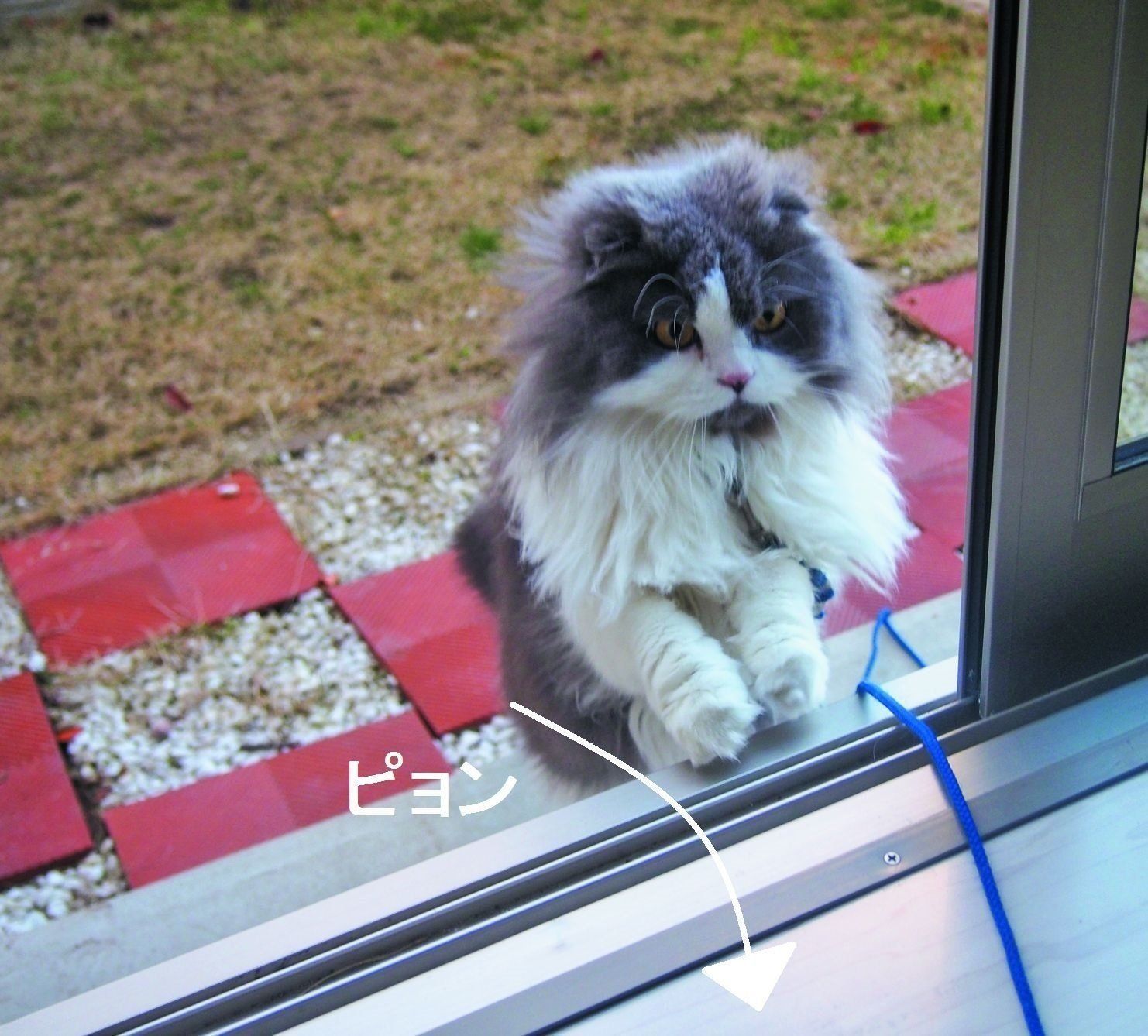 画像／ねこのきもち2019年８月号『猫よ、すんのかい　せんのかい　せーへんのかいっ！』