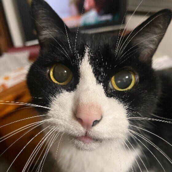 カメラ目線のハチワレ猫