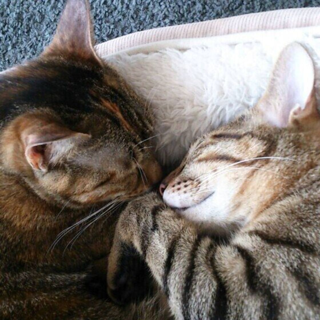 猫同士が鼻で キス する理由 可愛い キス 画像も ねこのきもちweb Magazine 猫同士が鼻で キス する理由 可愛い キス 画像も ねこのきもちweb Magazine