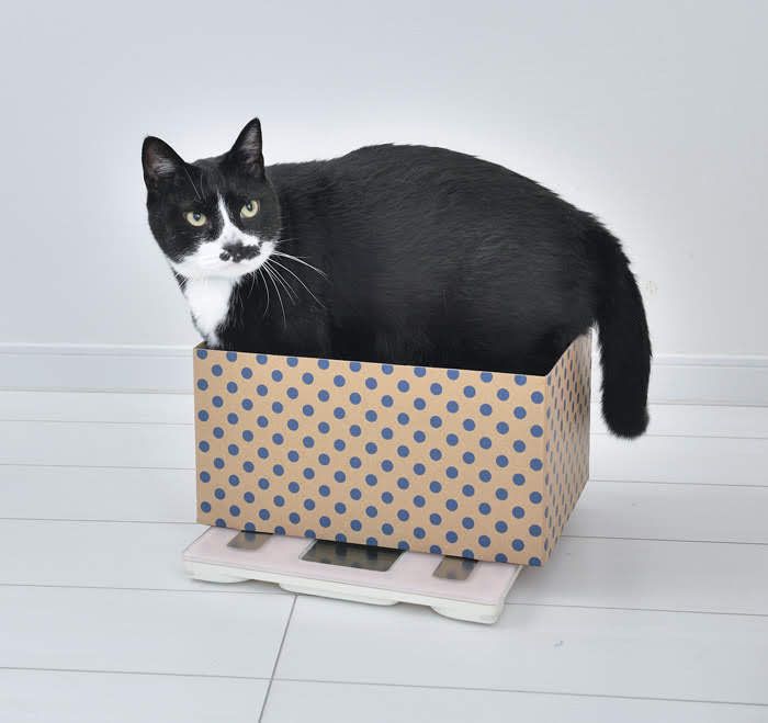 体重をはかる白黒にゃんこ