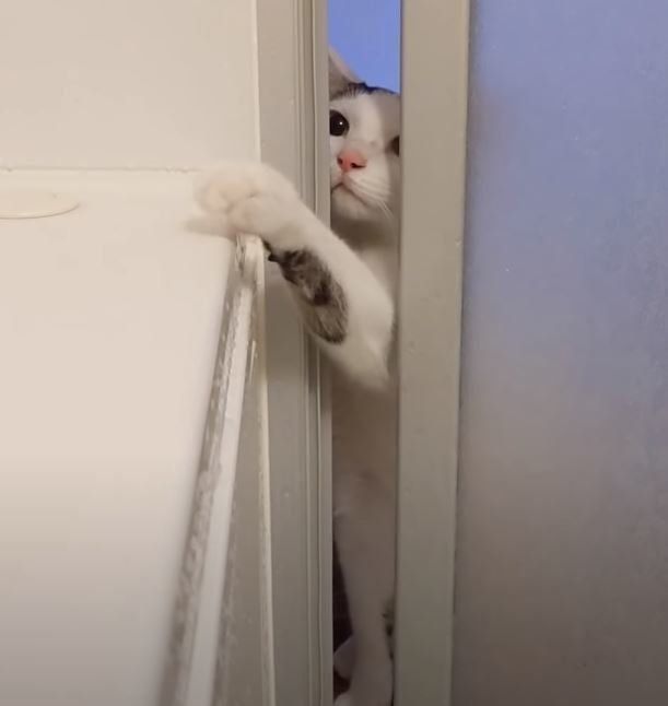 すき間から覗く猫