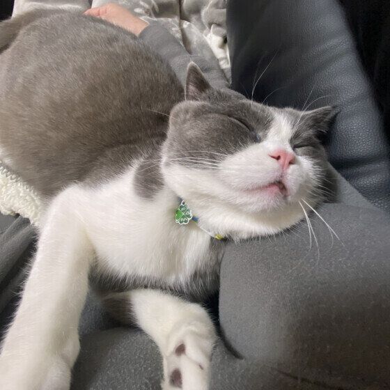 抱っこで眠るブリティッシュショートヘア