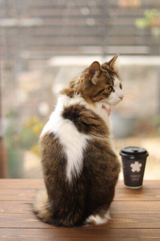 振り返るMIXキジトラのりり