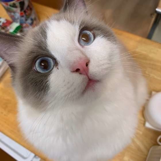 まんまるお目めのラグドール