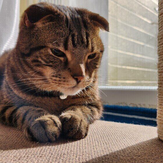 スコティッシュフォールドのキラくん