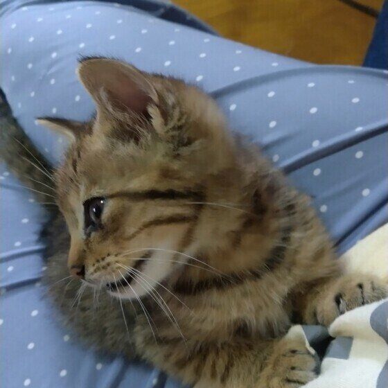 ひざの上でくつろぐキジトラの子猫