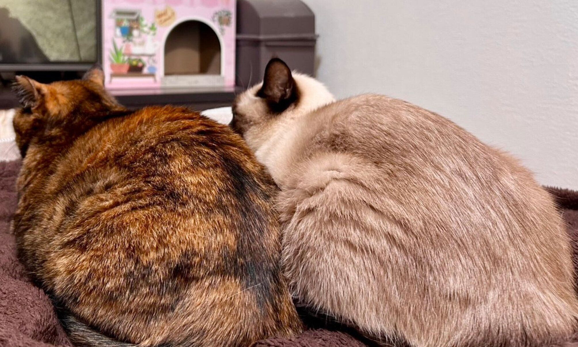 後ろ姿がそっくりな2匹